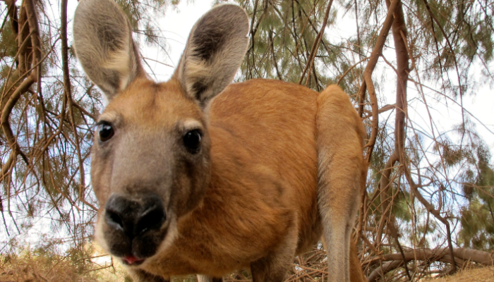 Diversidad de cultural y natural en Australia